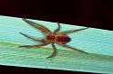 Dolomedes_plantarius_P1075_Z_90_Les Gris_Frankrijk